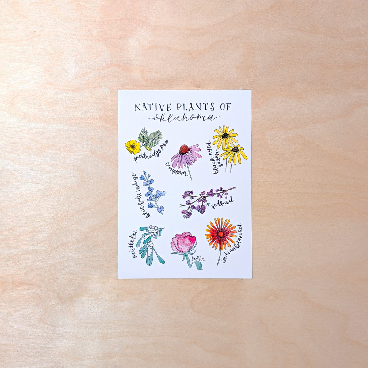 Native Plants of Oklahoma Illustrated Postcard