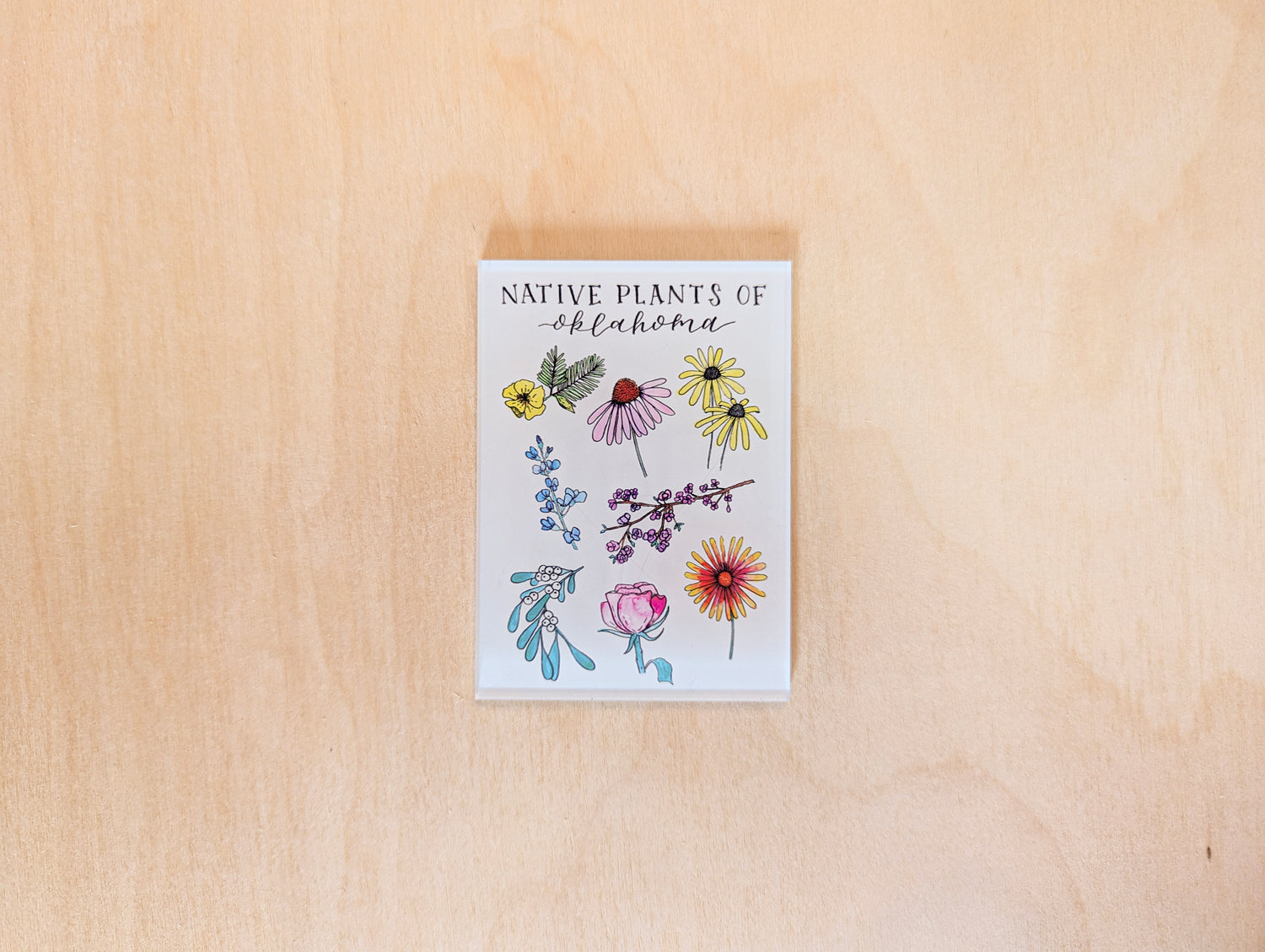 Native Plants of Oklahoma Botanical Acrylic Magnet