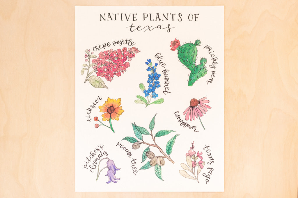 Native Plants of Texas Floral Botanical Print