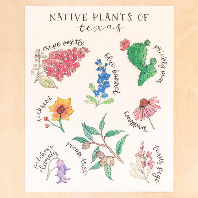 Native Plants of Texas Floral Botanical Print