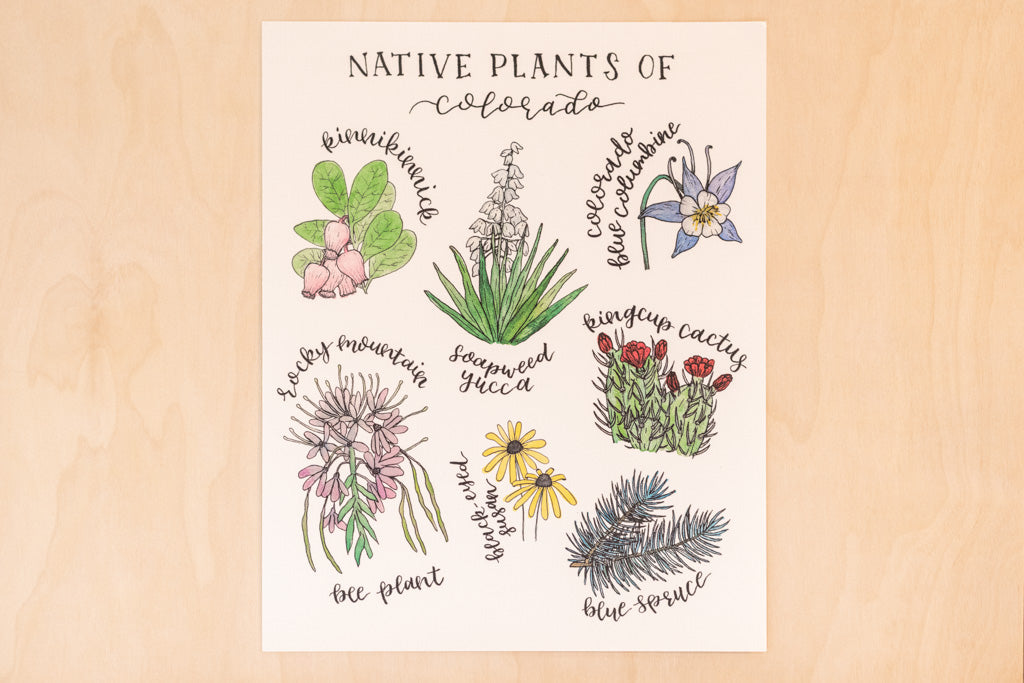 Native Plants of Colorado Floral Botanical Print