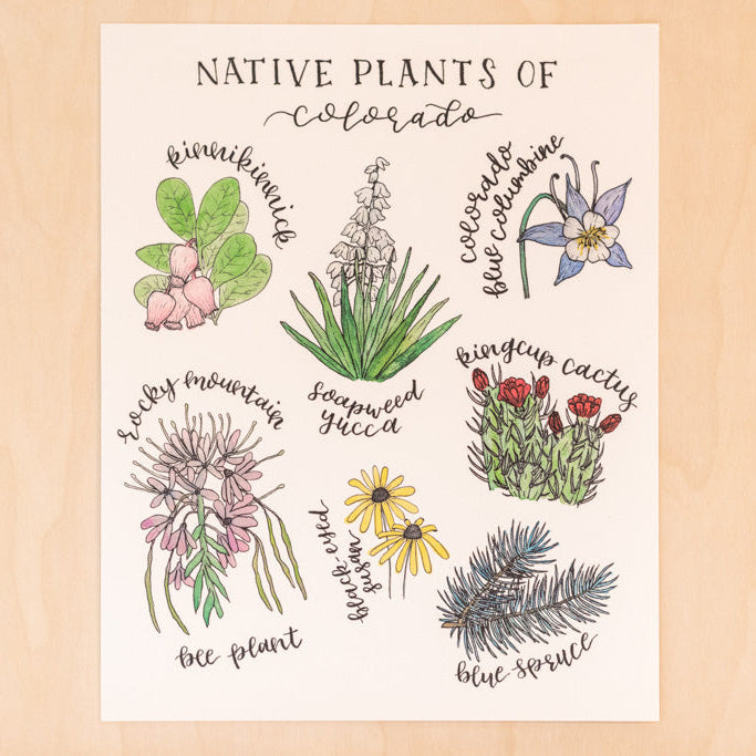 Native Plants of Colorado Floral Botanical Print