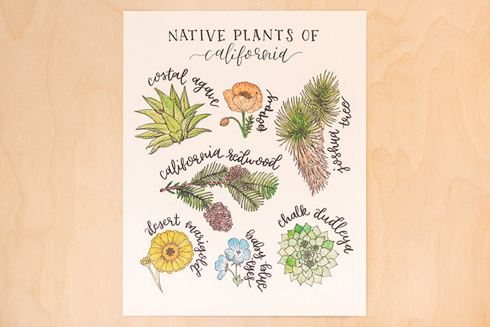 Native Plants of California Floral Botanical Print