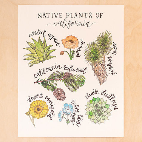 Native Plants of California Floral Botanical Print