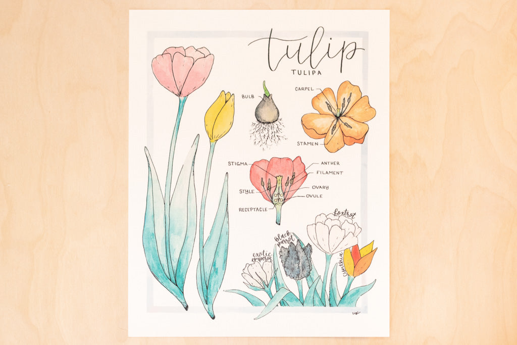 Anatomy of a Tulip Botanical Watercolor Art Print