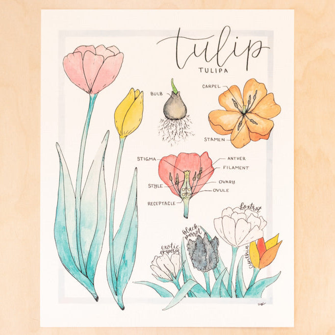Anatomy of a Tulip Botanical Watercolor Art Print