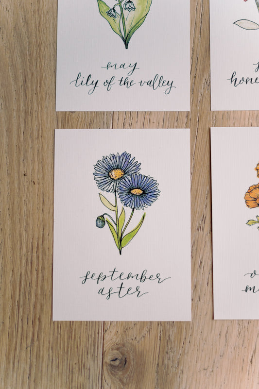 September Birth Month Aster Floral Botanical Print