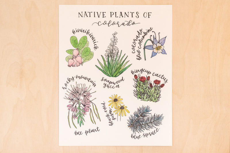 Native Plants of Colorado Art Print