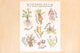 Herbology Harry Potter Art Print