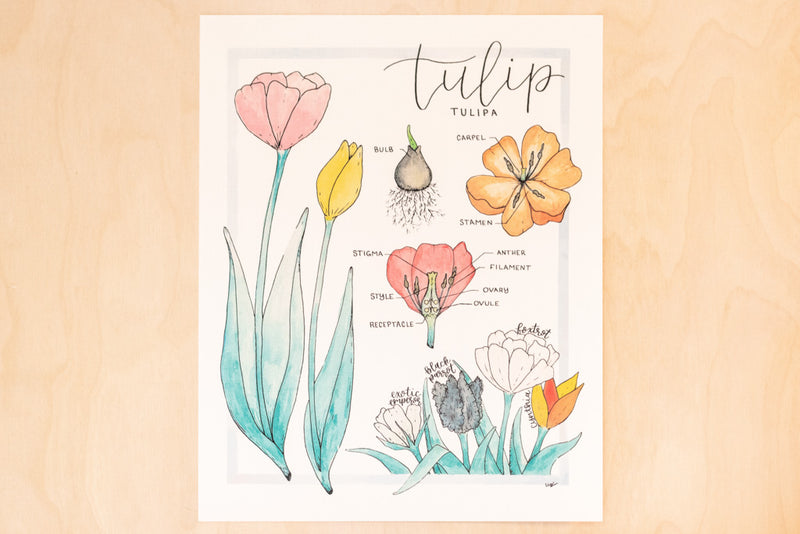 Anatomy of a Tulip Art Print