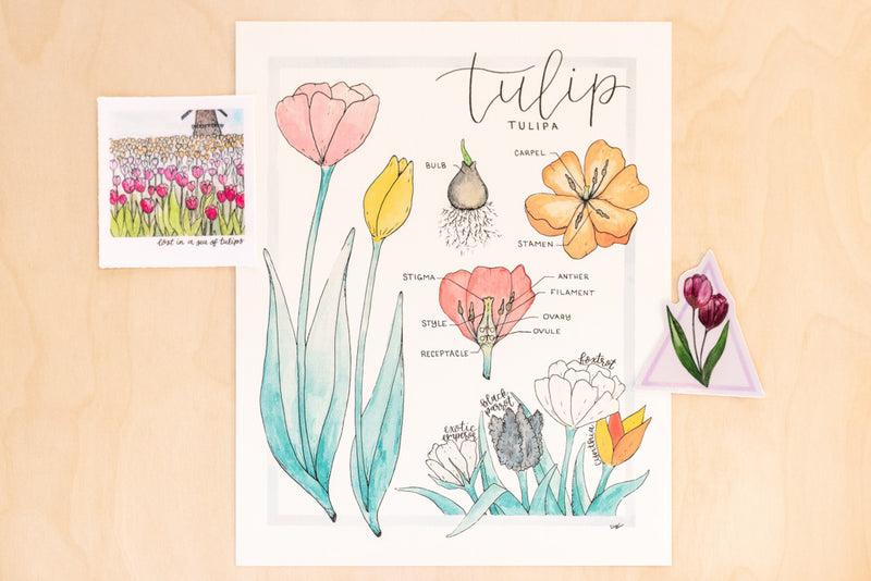 Anatomy of a Tulip Art Print + Stickers