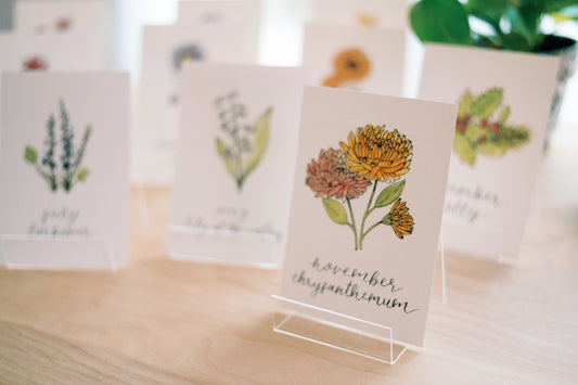 November Birth Month Chrysanthemum Print